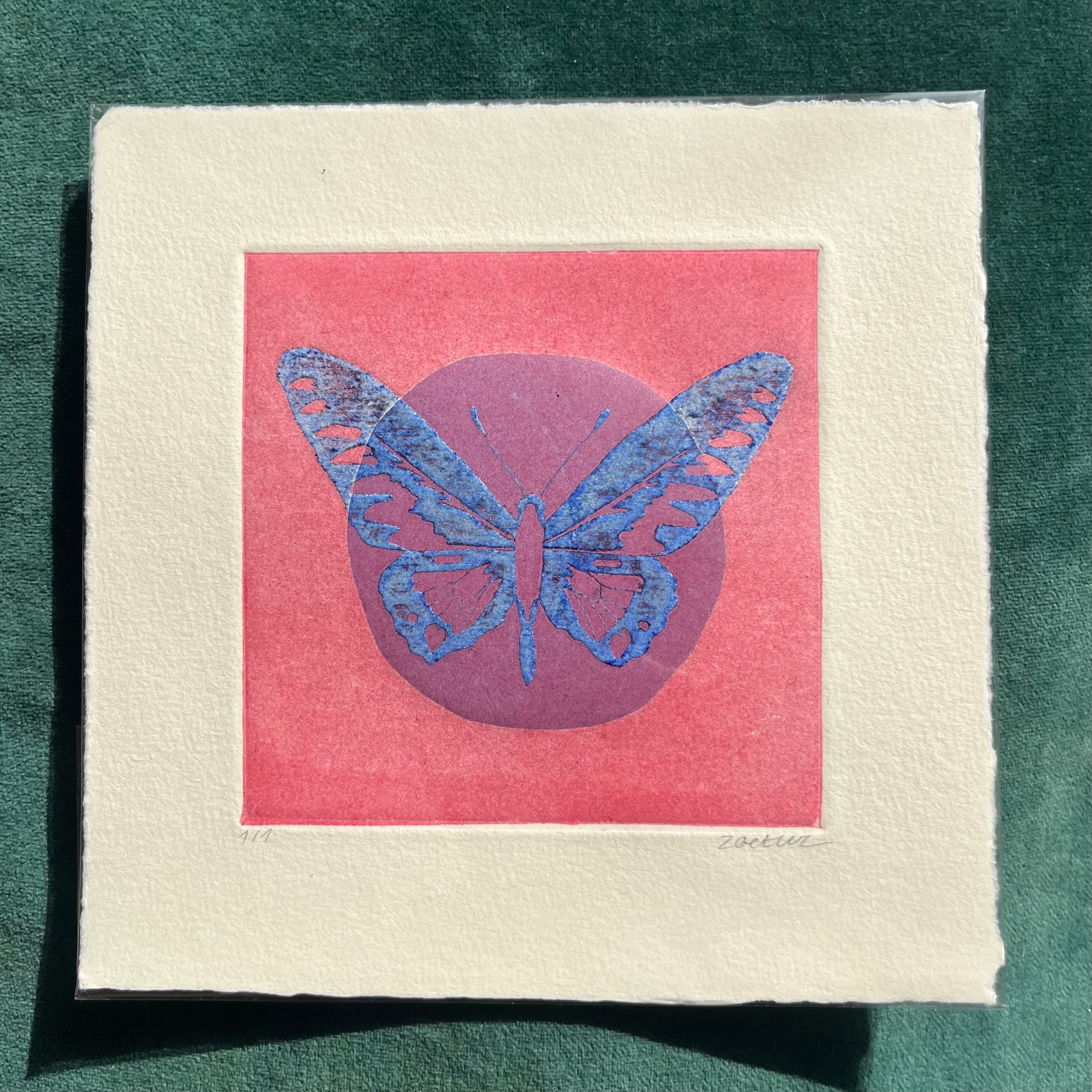 Papillon 5