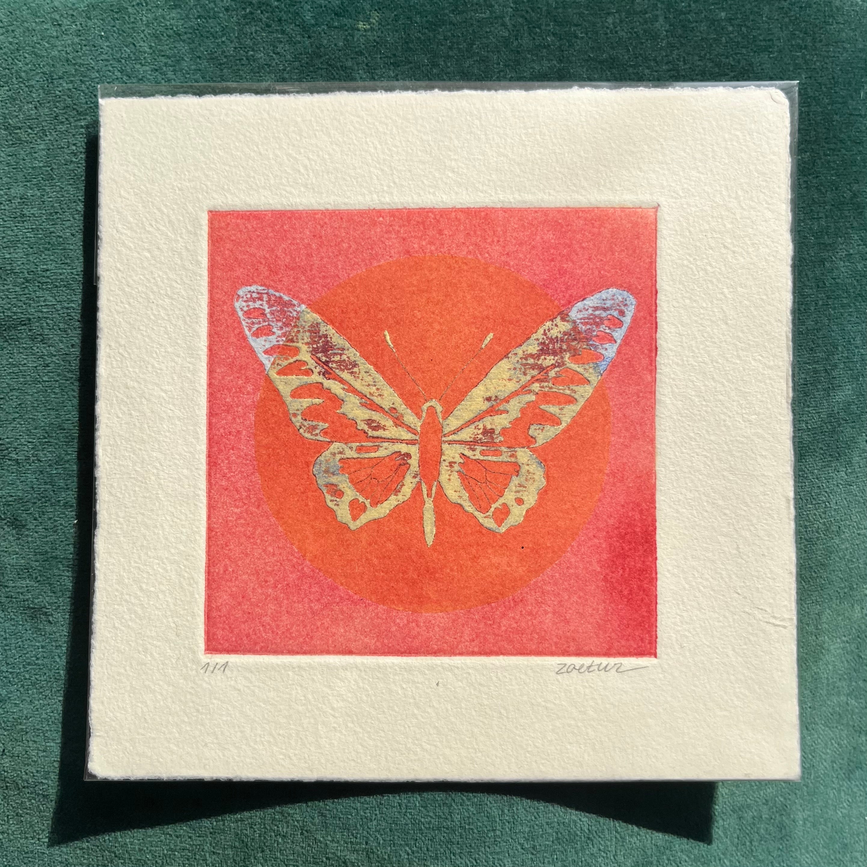 Papillon 7