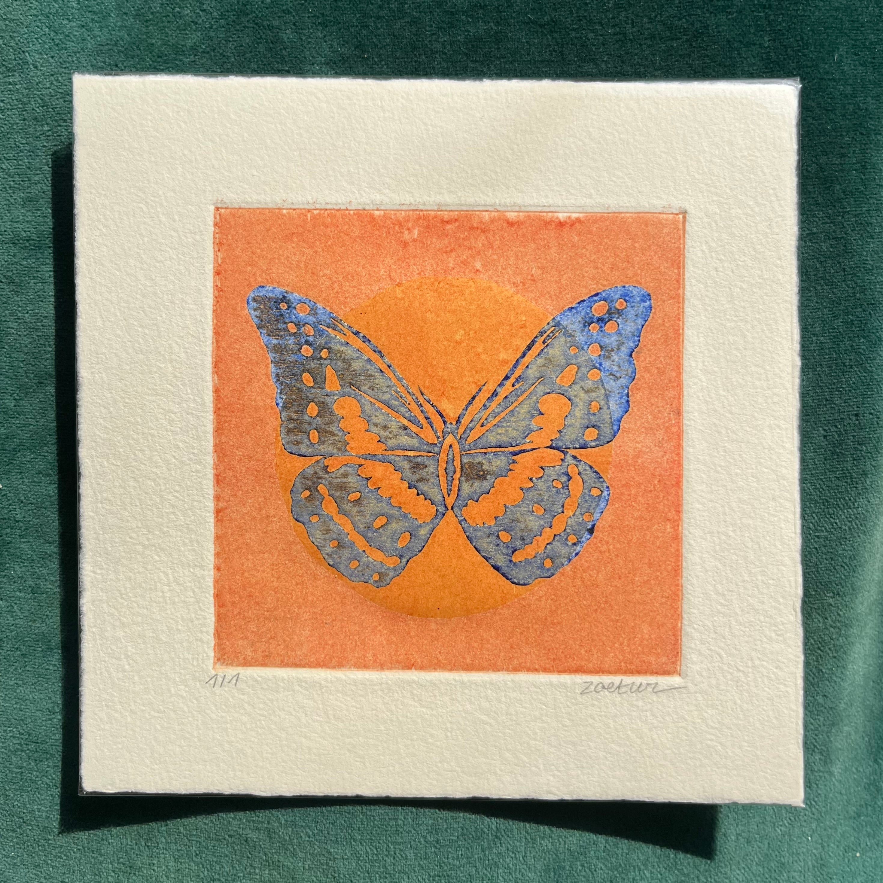 Papillon 8