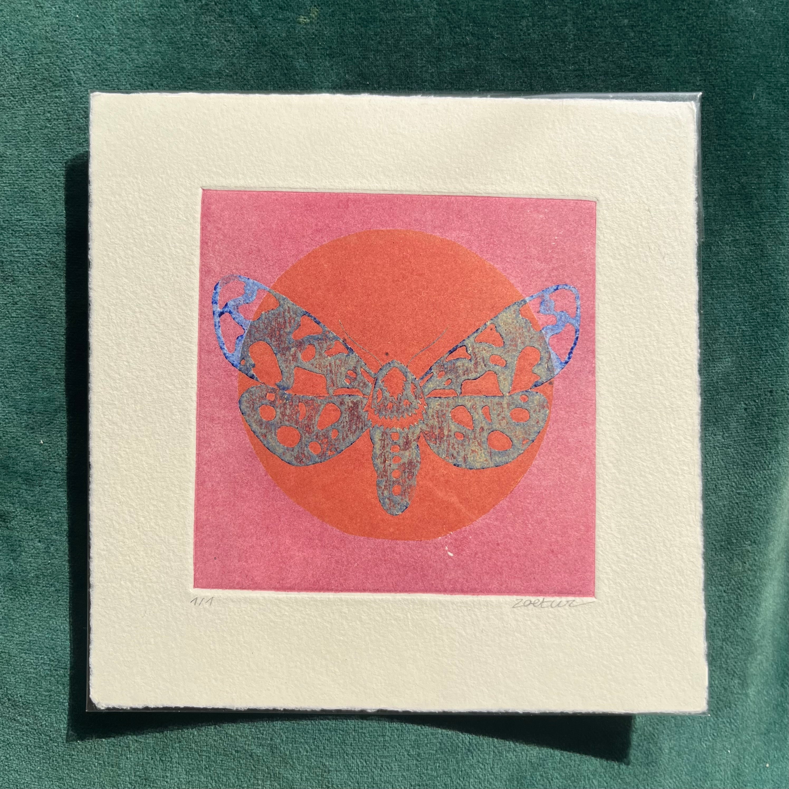 Papillon 11